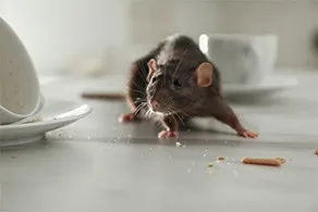 Rodent Infestation cleaning service preview